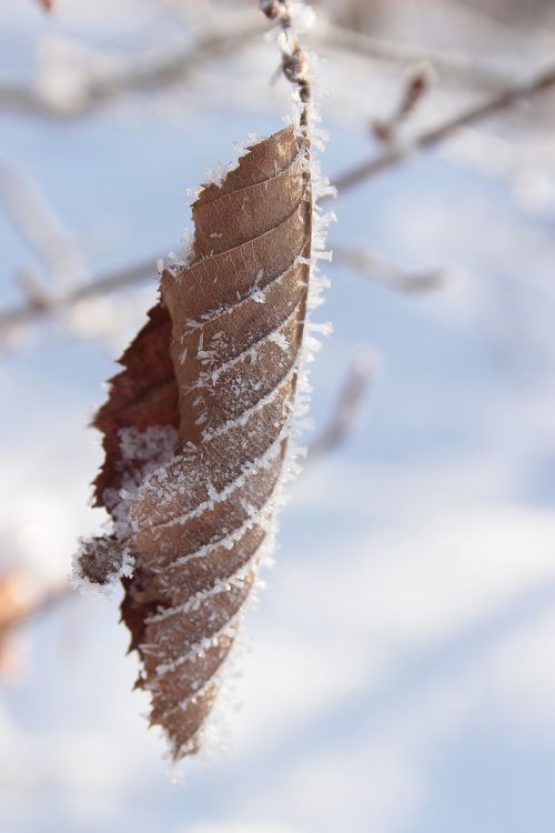 leaf frost frozen