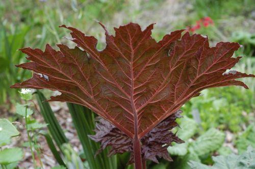 leaf botanical spring