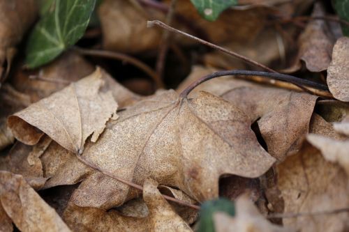 leaf nature winter