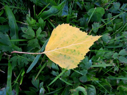 leaf yellow foliage