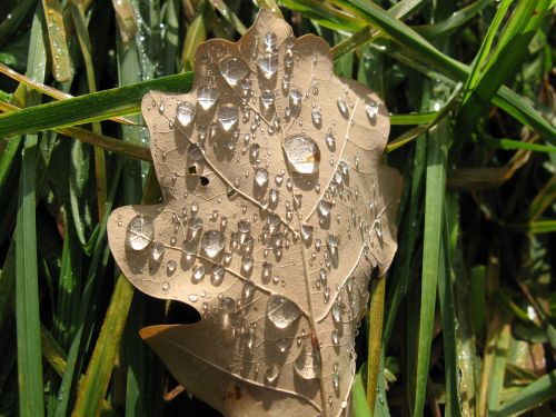 leaf autumn dew