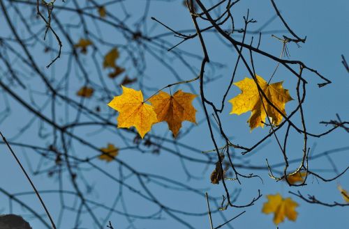 leaf maple sunlight