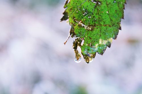 leaf drip drop of water