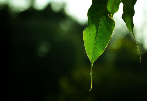 leaf nature textures