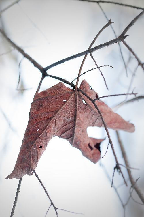 leaf withered dry