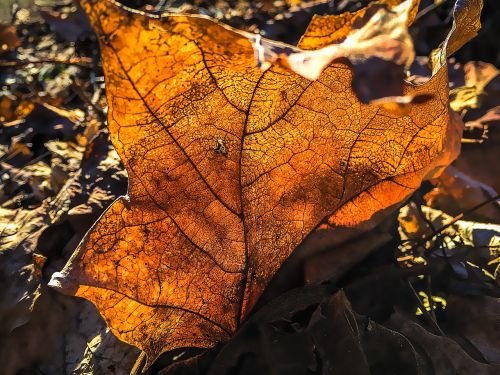 leaf fall red