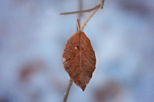 leaf leaves withered