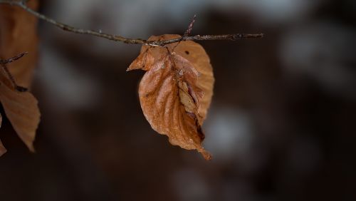 leaf true leaves brown