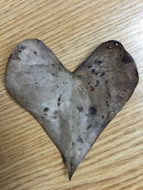 leaf photo heart