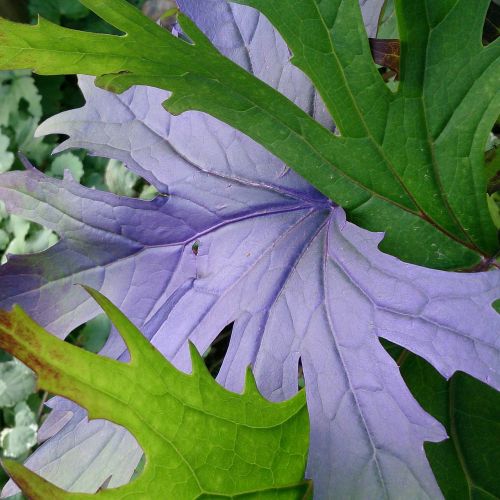 leaf garden plant