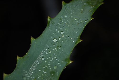 leaf plant close