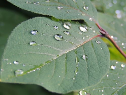 leaf nature water drops