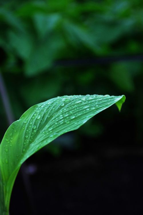 leaf leaves green