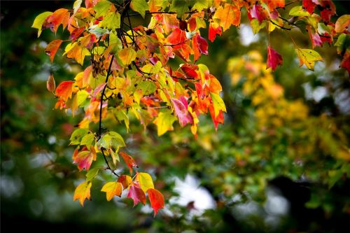 leaf color tree