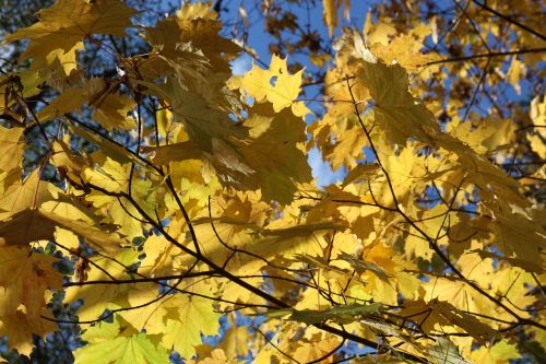 leaf autumn yellow leaves