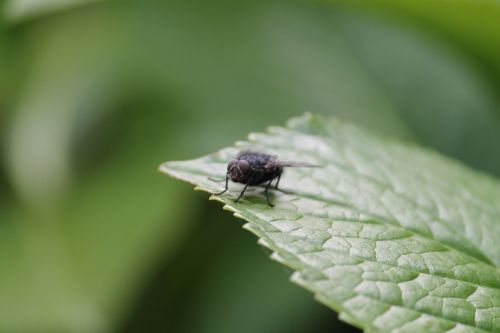 leaf insect fly