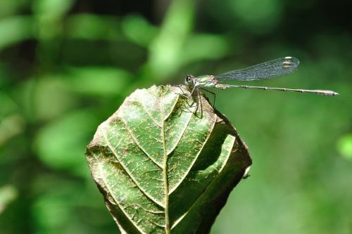 leaf insect dragonfly