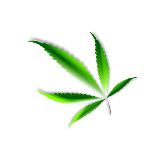 leaf marijuana weed