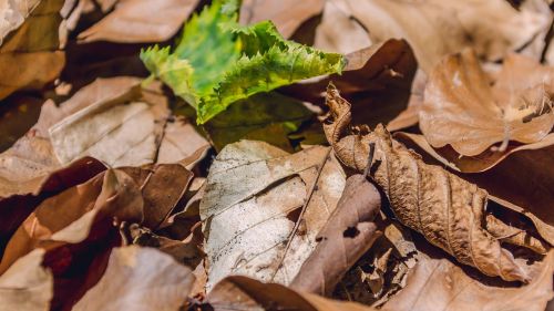 leaf nature dry