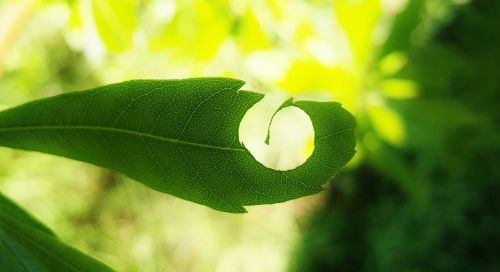 leaf hole leaves