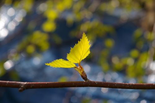 leaf birch leaf spring