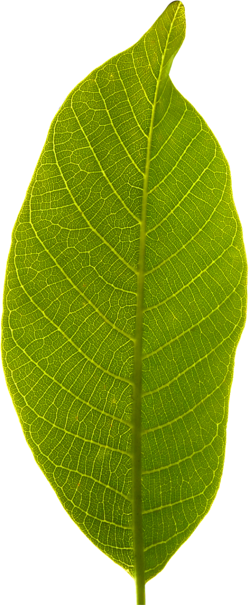 leaf transparent background cropped