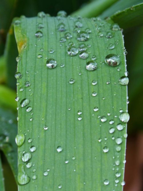 leaf drops rocio