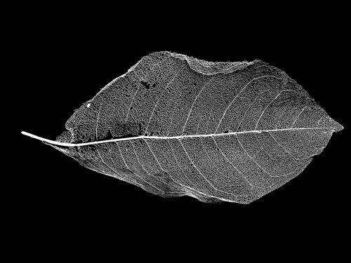 leaf skeleton black and white