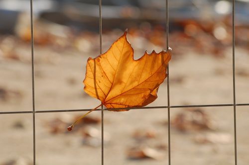 leaf grid platano