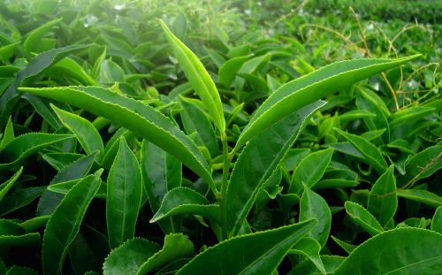 leaf green nature