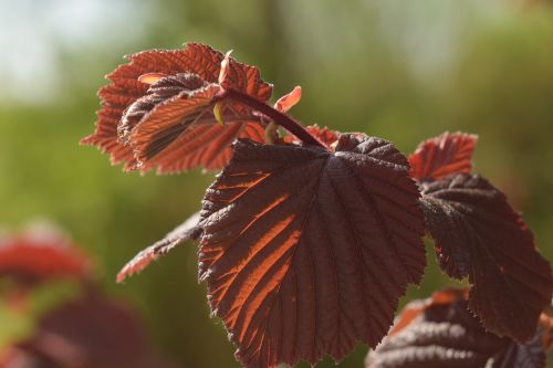 leaf red beech
