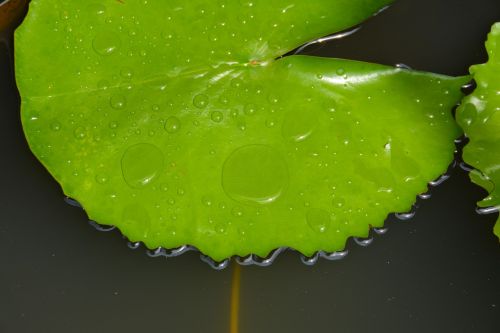 leaf lily leaf green