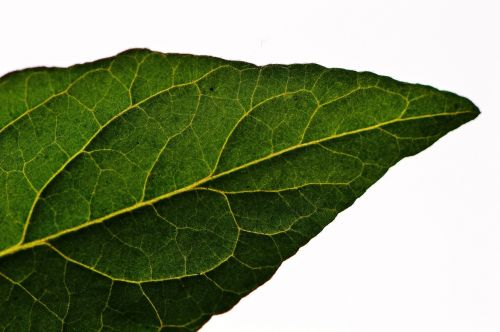 leaf tomato green