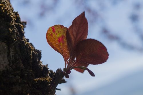 leaf tree green