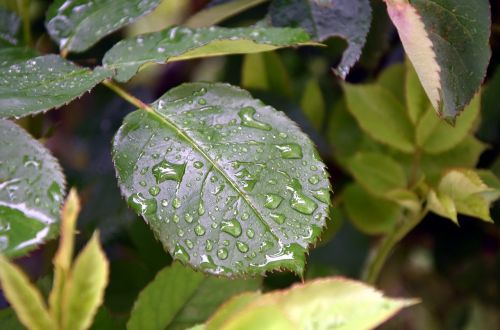 leaf rain drops