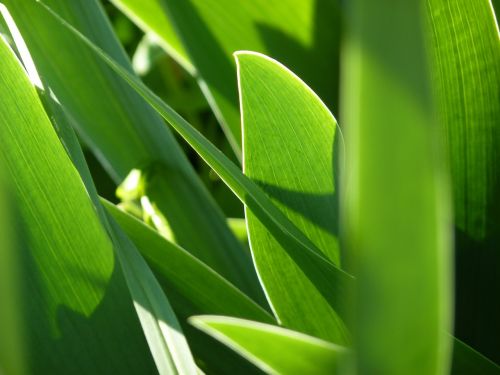 leaf foliage iris