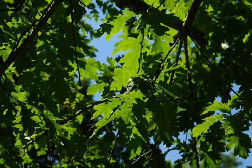 leaf green back light