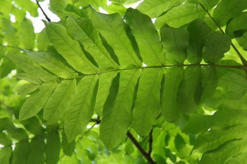 leaf green leaf fronds