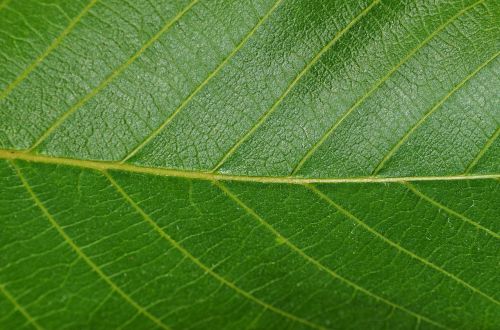 leaf walnut foliage