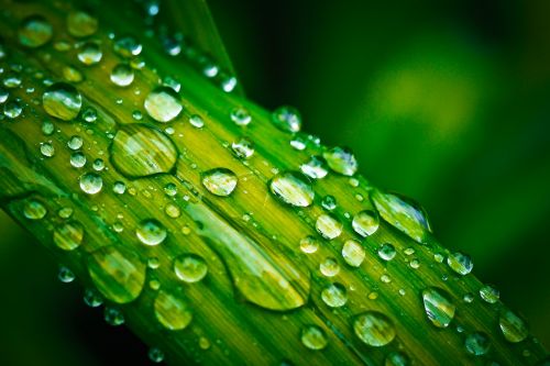 leaf drop of water drip