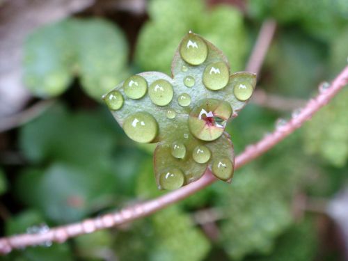 leaf drops water