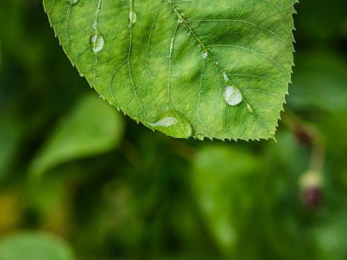 leaf drop of water macro