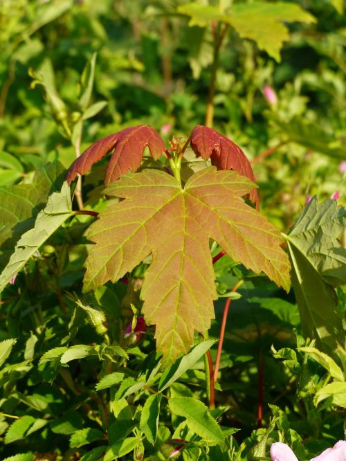 leaf maple leaf maple