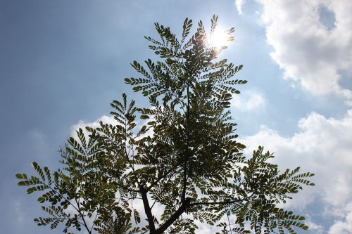 leaf nature green