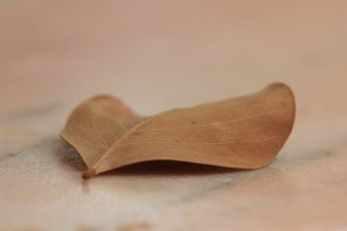 leaf brown macro