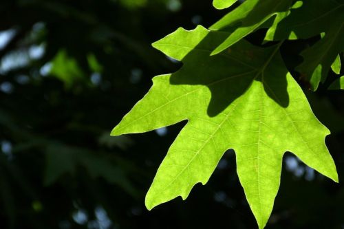 leaf depth of field light
