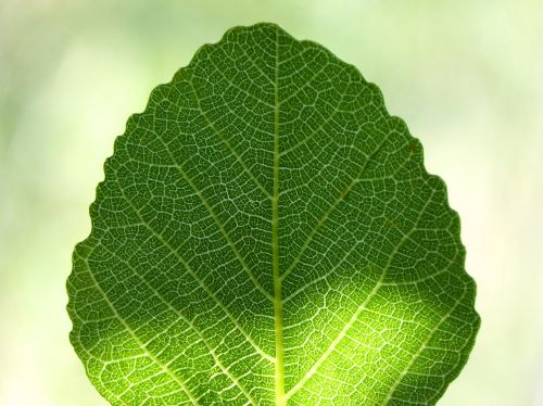 leaf fig tree ramifications