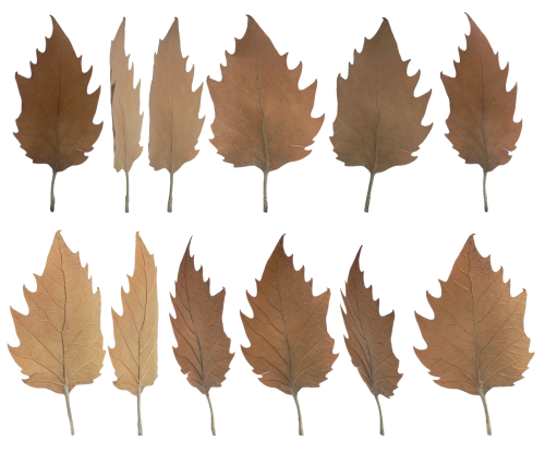 leaf dry autumn