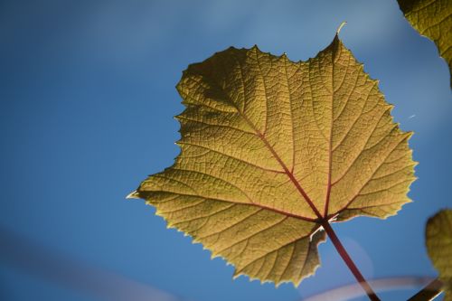 Leaf