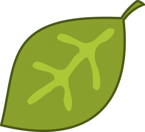 leaf nature plant